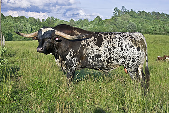 Bull, Longhorn HD wallpaper