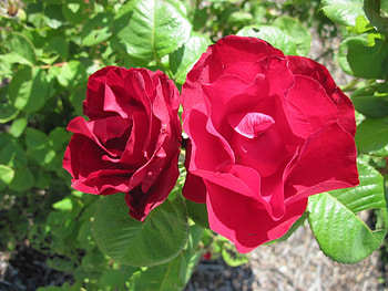 A day on the Acres 24 with Alberta wild roses , flowers, roses, green, red HD wallpaper
