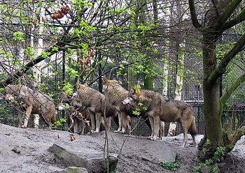 Wolfpack, pack, animals, dogs, nature, forrest, wolf HD wallpaper