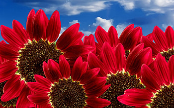 Red sunflowers, nature, cloud, sunflower, red HD wallpaper