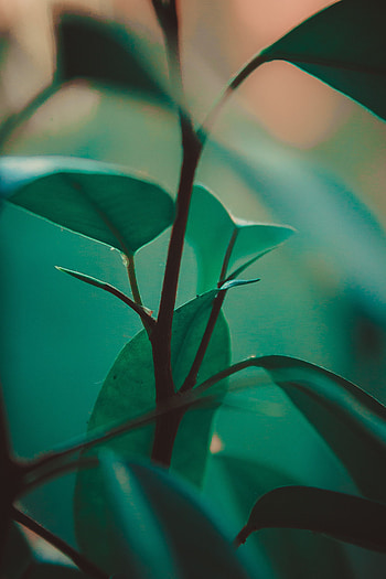 Leaves, Plant, Macro, Stem, Stalk, Exotic HD phone wallpaper