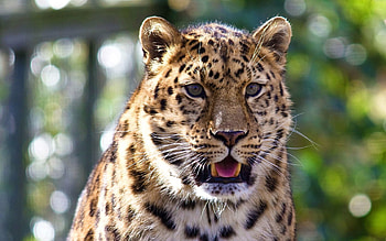 Animals, Leopard, Muzzle, Predator, Big Cat, Astonishment, Surprise, Dangerous HD wallpaper