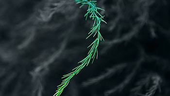 Green Bush Blur , green, blur, nature, macro, graphy, deviantart HD wallpaper