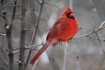 A vibrant Northern Cardinal perched on a snowy branch in Kingston, Canada. HD wallpaper
