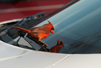 cardinal, mirror, bird, reflection HD wallpaper