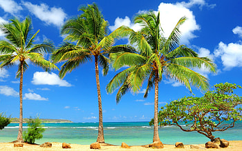 Hawaii Beach Palm Trees HD wallpaper