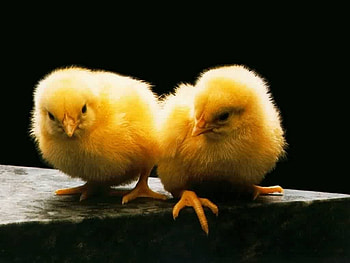 Yellow chicks, animal, chick, black, yellow HD wallpaper