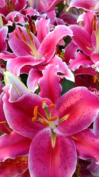 Pink Lily, Adorable, Flower HD phone wallpaper