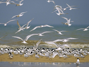 Animals, Birds HD wallpaper
