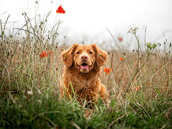 Golden Retriever, dog, meadow HD wallpaper