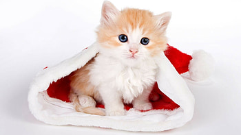 kitten , Furry companions, Paws for happiness, delight HD wallpaper