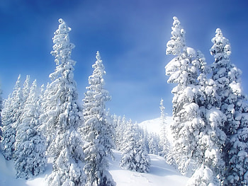 Winter Wonderland, winter, wonderland HD wallpaper