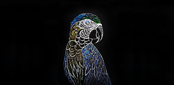 Parrot, macaw, art HD wallpaper