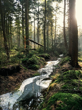 A tranquil stream winds through a sunlit forest, highlighting the natural beauty. HD phone wallpaper