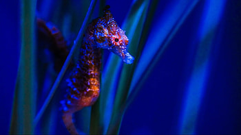 Seahorse, Life-changing, Goodness Exchange, Animals HD wallpaper