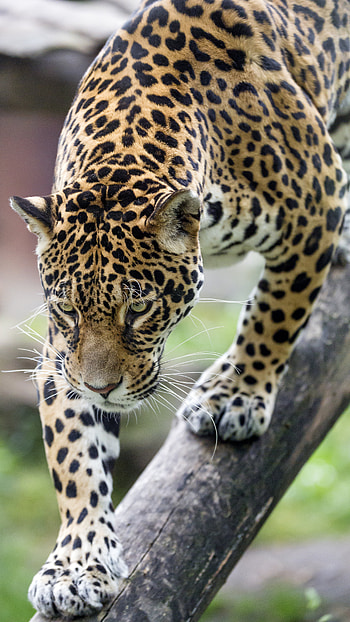 Animals, Leopard, Predator, Big Cat, Wildlife, Beast HD phone wallpaper