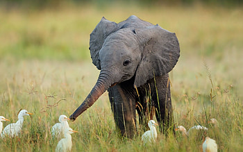 Animals, Elephants HD wallpaper