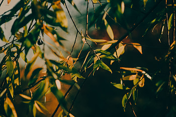 Nature, Leaves, Wood, Tree, Branch, Lights Of A Sun, Rays Of The Sun HD wallpaper