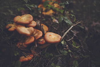 Nature, Grass, Leaves, Mashrooms HD wallpaper
