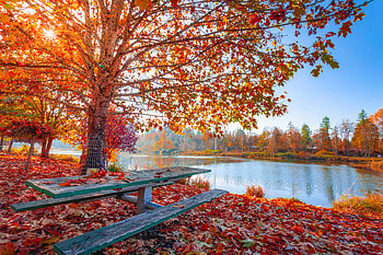 Maple tree in the fall, maple, fall, branches, beautiful, tree, lake, bench, sunny, leaves, foliage HD wallpaper