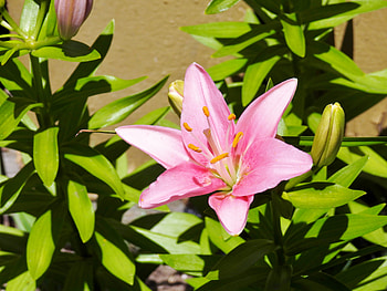 Day Lily, graphy, Leaves, Summer, Nature, Flower HD wallpaper