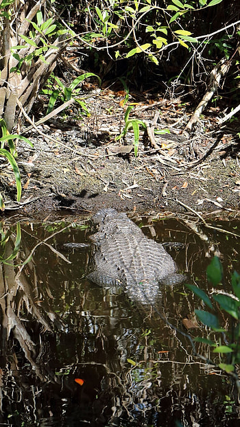 Everglades National Park, , , Stunning visuals HD phone wallpaper