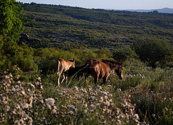 Pair of Beautiful Horses, Animals, landscapes, graphy, Nature, Horses HD wallpaper