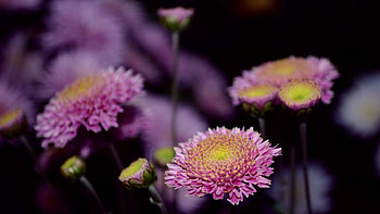 A TOUCH OF PINK BEAUTY, natural, garden, field flowers, beautiful, beauty, close up, daisies, pink, flowers, lovely, macro HD wallpaper