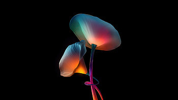Flowers Oled, artist, artwork, digital-art, dark, black, behance, oled HD wallpaper