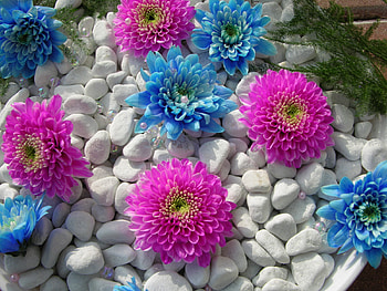 Flowers, garden, nature, petals, flower HD wallpaper