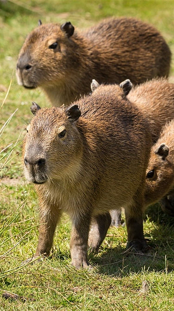 Capybara, sus, grass HD phone wallpaper
