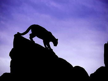 Hunter in the night, night, blue sky, hunter, cougar, silhouette, rock HD wallpaper