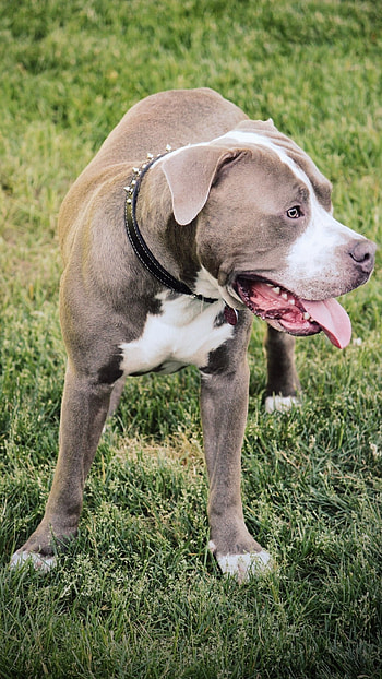 Pitbull Dog, Animal HD phone wallpaper