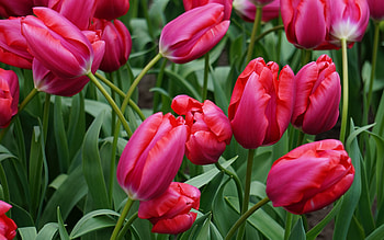 purple tulips, wildflowers, tulips, green leaves, background with purple tulips, beautiful flowers HD wallpaper