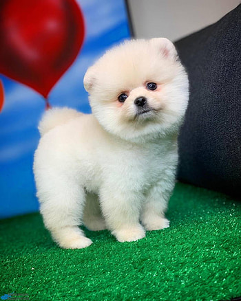 Pomerian, Dog HD phone wallpaper
