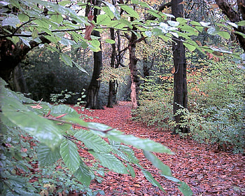 The Start of Autumn, woods, leaves turning, fall, bushes, autumn, thicket, shrubs HD wallpaper