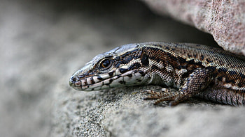 Animals, Rock, To Lie Down, Lie, Stone, Lizard HD wallpaper