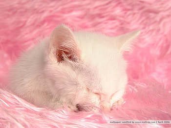 White kitten, animal, kitten, pink, white, cat, feline, pet HD wallpaper