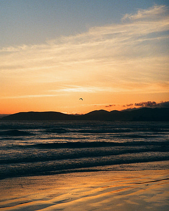 Nature, Sunset, Sea, Coast, Gull, Seagull HD phone wallpaper