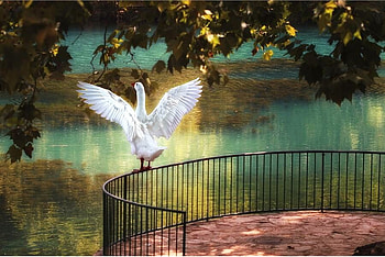 Ready to fly, blue, trees, deck, goose, spread wings, railing, lake HD wallpaper