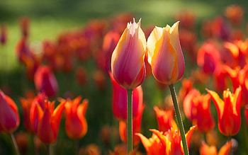 Plants, Flowers, Tulips HD wallpaper