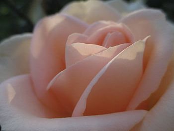 Plants, Flowers, Roses HD wallpaper