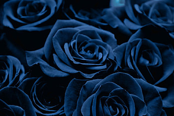 Roses, blue, rose, flowers HD wallpaper