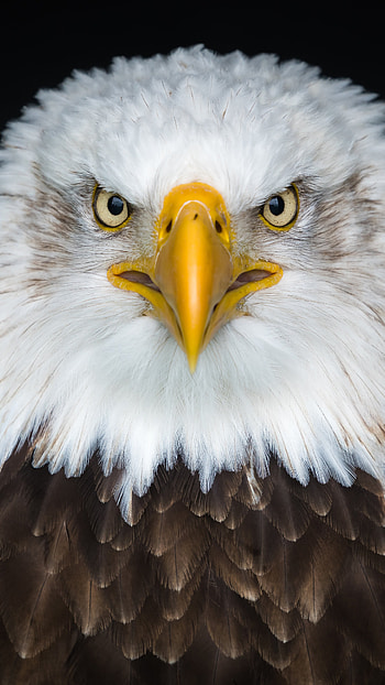 Bald Eagle, resolution, Sony Xperia X, High-definition HD phone wallpaper