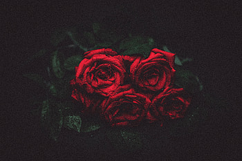 Roses, buds, water drops HD wallpaper