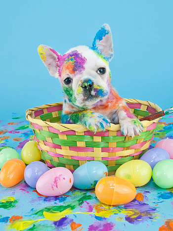 Multicolor French Bulldog , Puppy face closeup, Irresistibly cute, Playful expression HD phone wallpaper