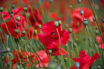 Poppies, red, green, field, nature, flowers, U HD wallpaper