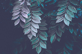 Nature, Leaves, Drops, Dark, Branches HD wallpaper