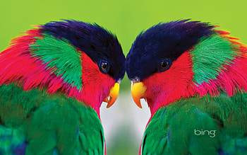 Sweet, beak, black, gold, green HD wallpaper