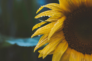 Flowers, Drops, Flower, Petals, Dew HD wallpaper